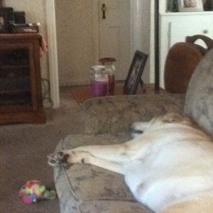 Meet your Posher, Donna